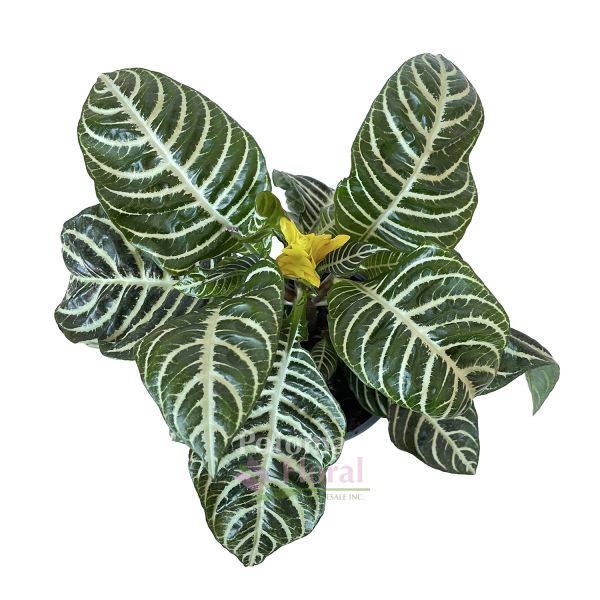 Aphelandra Zebra Plant 6